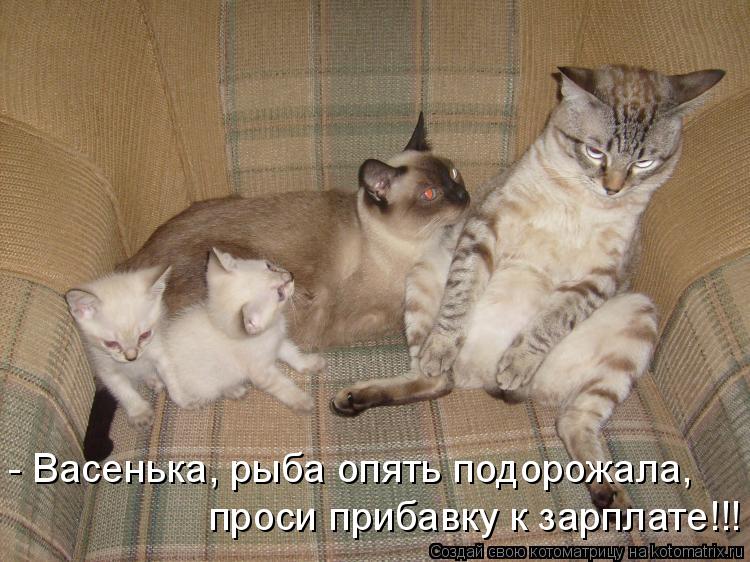 - Васенька, рыба опять подорожала, проси прибавку к зарплате!!!... Котоматрица: - Васенька, рыба опять подорожала, проси прибавку к зарплате!!!