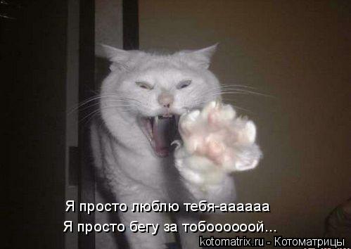 Я просто люблю тебя-аааааа Я просто бегу за тобоооооой...... Котоматрица: Я просто люблю тебя-аааааа Я просто бегу за тобоооооой...