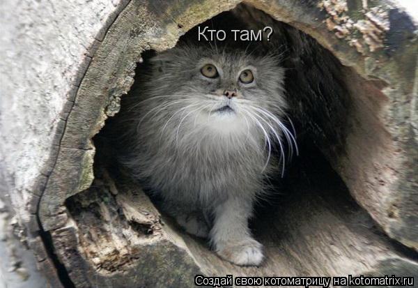 Кто там?... Котоматрица: Кто там?