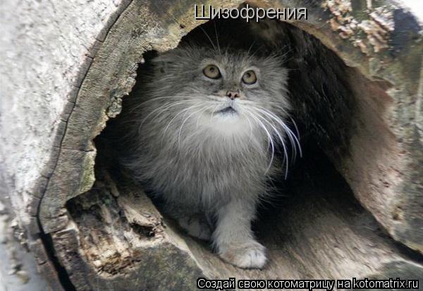 Шизофрения... Котоматрица: Шизофрения