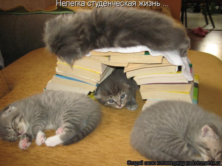 Нелегка студенческая жизнь ...... Котоматрица: Нелегка студенческая жизнь ...