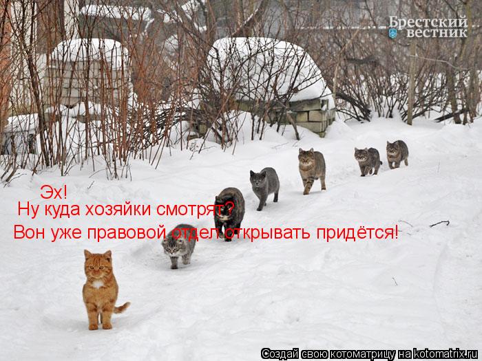 Эх! Ну куда хозяйки смотрят? Вон уже правовой отдел открывать придётся!... Котоматрица: Эх! Ну куда хозяйки смотрят? Вон уже правовой отдел открывать придётся!