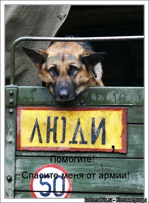 , Помогите! Спасите меня от армии!... Котоматрица: , Помогите! Спасите меня от армии!
