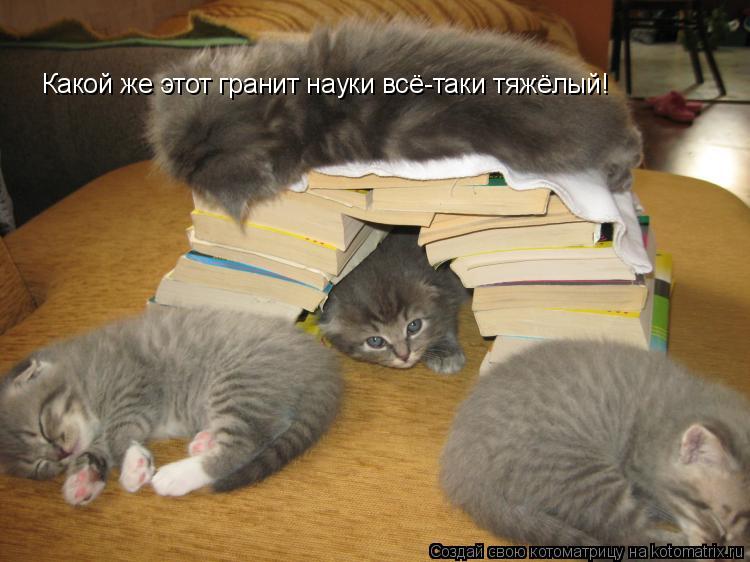 Какой же этот гранит науки всё-таки тяжёлый!... Котоматрица: Какой же этот гранит науки всё-таки тяжёлый!
