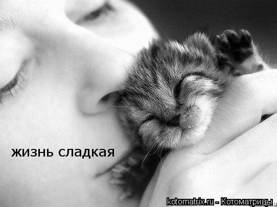 жизнь сладкая... Котоматрица: жизнь сладкая