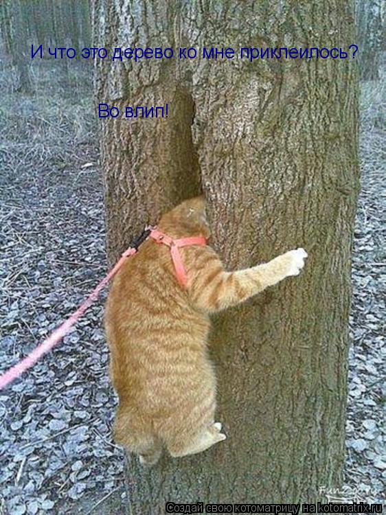 И что это дерево ко мне приклеилось? Во влип!... Котоматрица: И что это дерево ко мне приклеилось? Во влип!