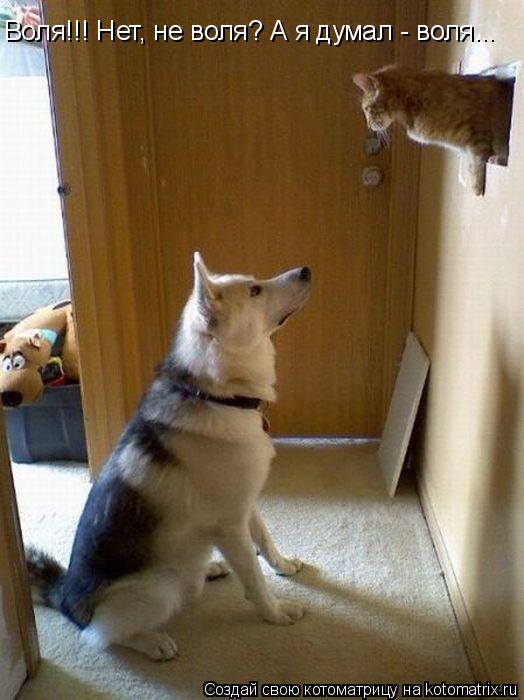 Воля!!! Нет, не воля? А я думал - воля...... Котоматрица: Воля!!! Нет, не воля? А я думал - воля...