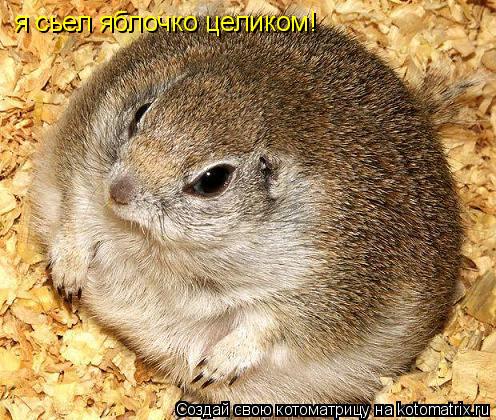 я сьел яблочко целиком!... Котоматрица: я сьел яблочко целиком!