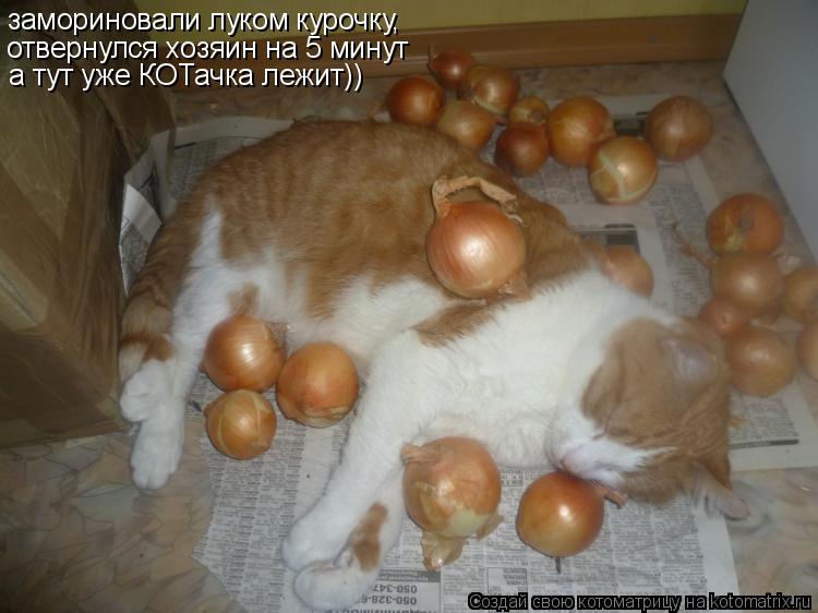 замориновали луком курочку, отвернулся хозяин на 5 минут а тут уже КОТачка лежит))... Котоматрица: замориновали луком курочку, отвернулся хозяин на 5 минут а тут уже КОТачка лежит))