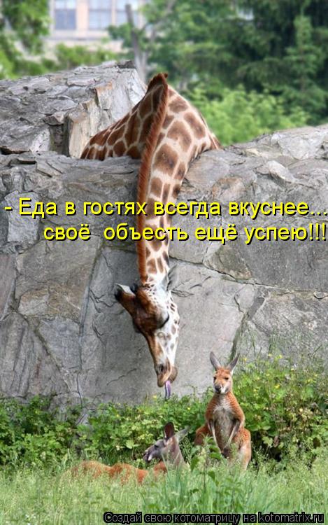 - Еда в гостях всегда вкуснее... своё объесть ещё успею!!!... Котоматрица: - Еда в гостях всегда вкуснее... своё объесть ещё успею!!!