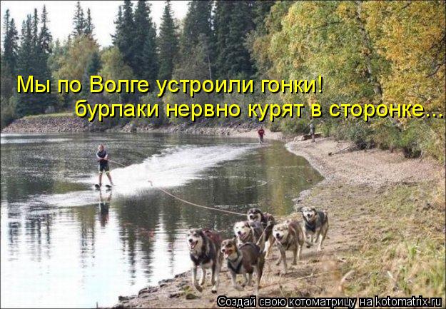 Мы по Волге устроили гонки! бурлаки нервно курят в сторонке...... Котоматрица: Мы по Волге устроили гонки! бурлаки нервно курят в сторонке...