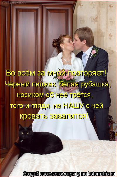 Котоматрица: Во всём за мной повторяет! Чёрный пиджак, белая рубашка, носиком об неё трётся, того и гляди, на НАШУ с ней  кровать завалится!