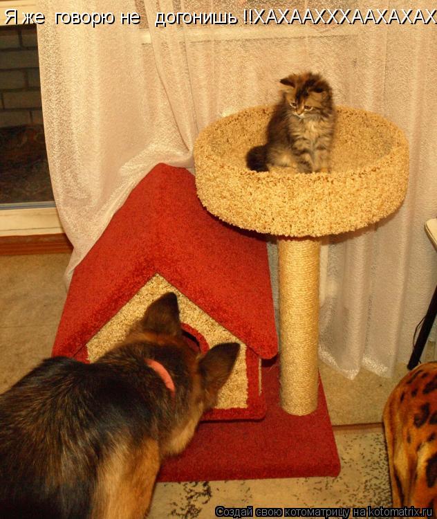 Я же говорю не догонишь !!ХАХААХХХААХАХАХХХАХ... Котоматрица: Я же говорю не догонишь !!ХАХААХХХААХАХАХХХАХ