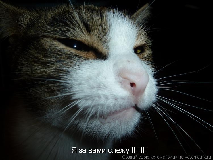 Я за вами слежу!!!!!!!!... Котоматрица: Я за вами слежу!!!!!!!!