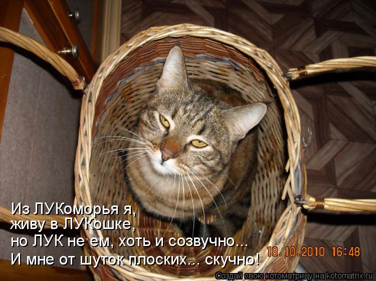 Из ЛУКоморья я, живу в ЛУКошке, но ЛУК не ем, хоть и созвучно... И мне от шуток плоских... скучно!... Котоматрица: Из ЛУКоморья я, живу в ЛУКошке, но ЛУК не ем, хоть и созвучно... И мне от шуток плоских... скучно!