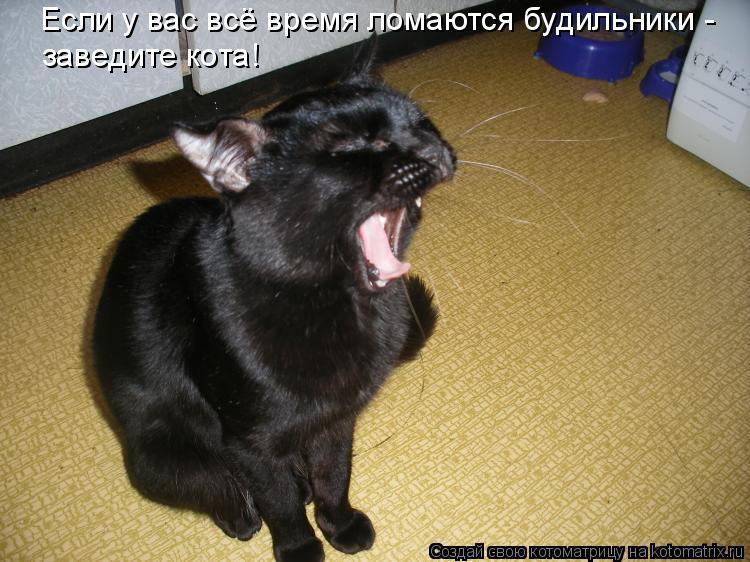 Если у вас всё время ломаются будильники - заведите кота!... Котоматрица: Если у вас всё время ломаются будильники - заведите кота!