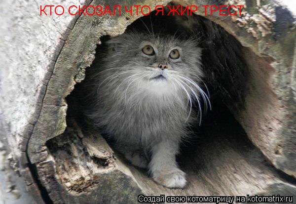КТО СКОЗАЛ ЧТО Я ЖИР ТРЕСТ... Котоматрица: КТО СКОЗАЛ ЧТО Я ЖИР ТРЕСТ