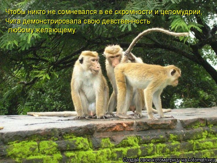 Чтобы никто не сомневался в её скромности и целомудрии, Чита демонстрировала свою девственность любо... Котоматрица: Чтобы никто не сомневался в её скромности и целомудрии, Чита демонстрировала свою девственность любому желающему.