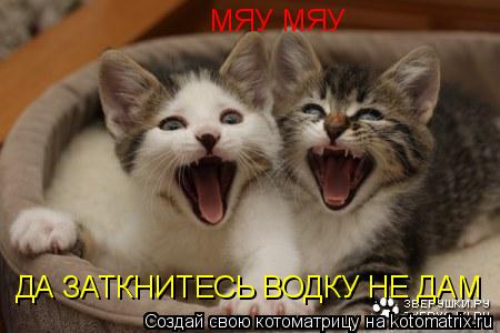 МЯУ МЯУ ДА ЗАТКНИТЕСЬ ВОДКУ НЕ ДАМ... Котоматрица: МЯУ МЯУ ДА ЗАТКНИТЕСЬ ВОДКУ НЕ ДАМ