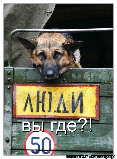 вы где?!... Котоматрица: вы где?!