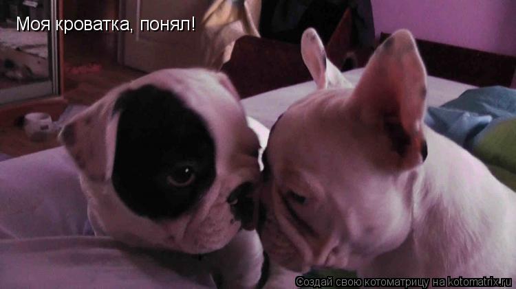 Моя кроватка, понял!... Котоматрица: Моя кроватка, понял!
