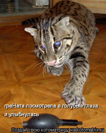 граНата посмотрела в голубые глаза и улыбнулась... Котоматрица: граНата посмотрела в голубые глаза и улыбнулась