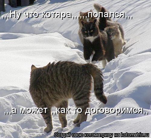 ,,,Ну что котяра,,,,,,попался,,, ,,,а может ,,как то договоримся,,... Котоматрица: ,,,Ну что котяра,,,,,,попался,,, ,,,а может ,,как то договоримся,,