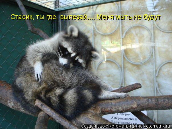 Стасик, ты где, вылезай.... Меня мыть не будут... Котоматрица: Стасик, ты где, вылезай.... Меня мыть не будут