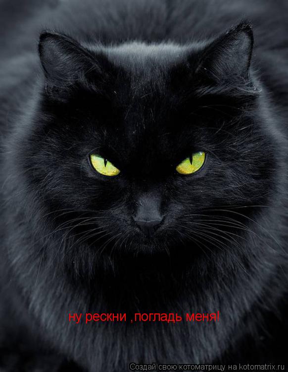 ну рескни ,погладь меня!... Котоматрица: ну рескни ,погладь меня!