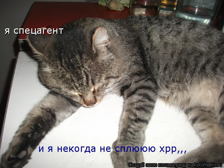 я спецагент и я некогда не сплююю хрр,,,... Котоматрица: я спецагент и я некогда не сплююю хрр,,,