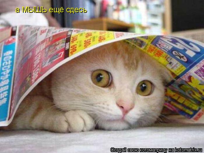 а МЫШЬ ещё сдесь... Котоматрица: а МЫШЬ ещё сдесь