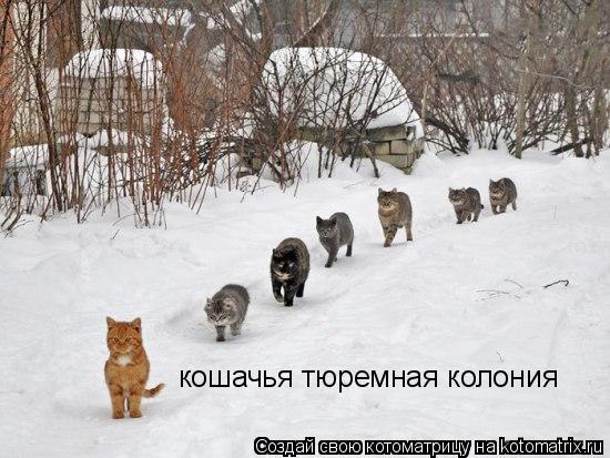 кошачья тюремная колония... Котоматрица: кошачья тюремная колония