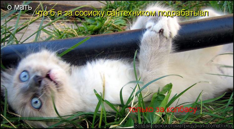 о мать что б я за сосиску сантехником подрабатывл только за колбасу... Котоматрица: о мать что б я за сосиску сантехником подрабатывл только за колбасу