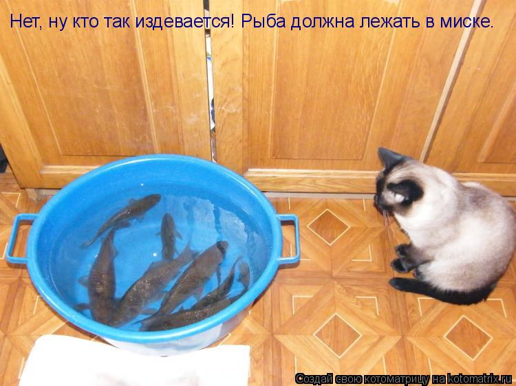 Нет, ну кто так издевается! Рыба должна лежать в миске.... Котоматрица: Нет, ну кто так издевается! Рыба должна лежать в миске.