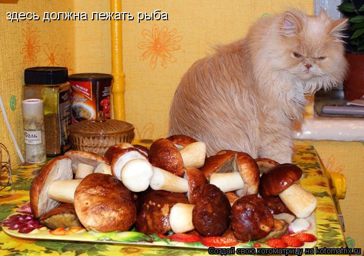 здесь должна лежать рыба... Котоматрица: здесь должна лежать рыба