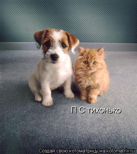П С тихонько... Котоматрица: П С тихонько
