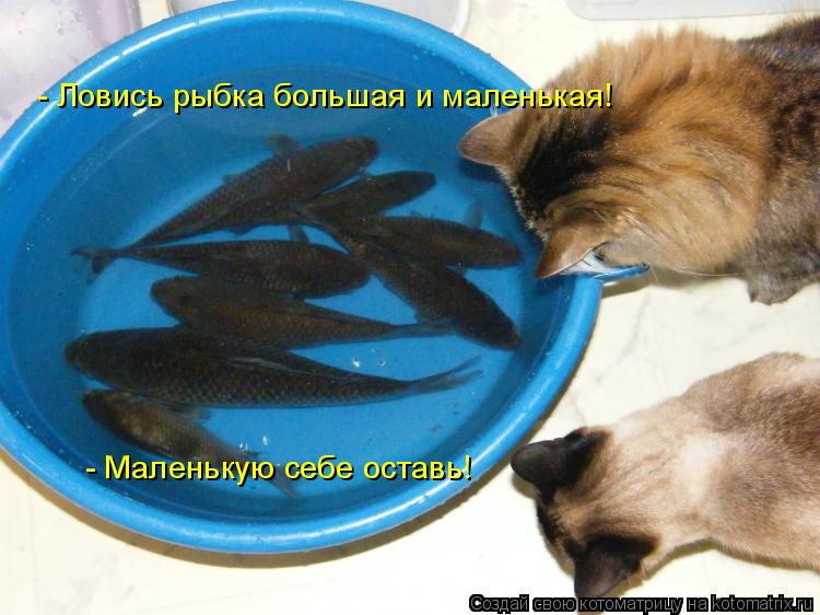 - Ловись рыбка большая и маленькая! - Маленькую себе оставь!... Котоматрица: - Ловись рыбка большая и маленькая! - Маленькую себе оставь!