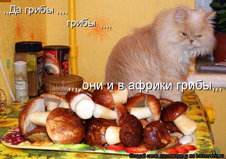 ,,Да грибы ,,,, грибы ,,,, ,,,,они и в африки грибы,,,... Котоматрица: ,,Да грибы ,,,, грибы ,,,, ,,,,они и в африки грибы,,,
