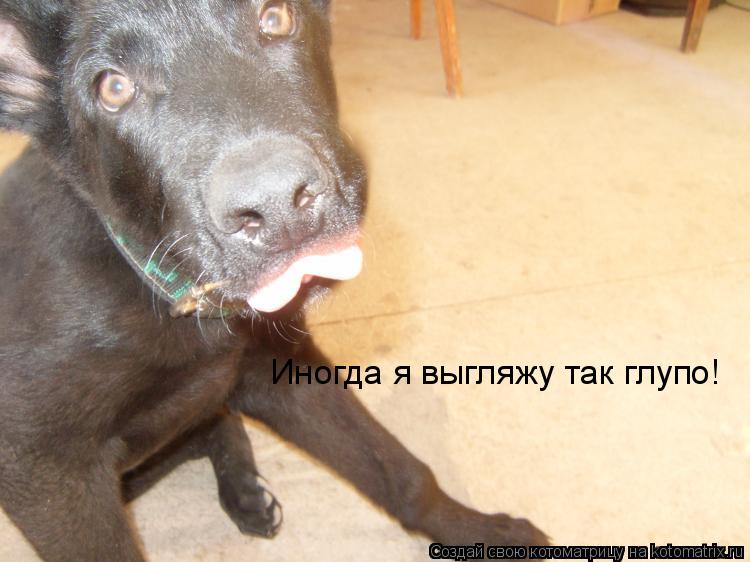 Иногда я выгляжу так глупо!... Котоматрица: Иногда я выгляжу так глупо!