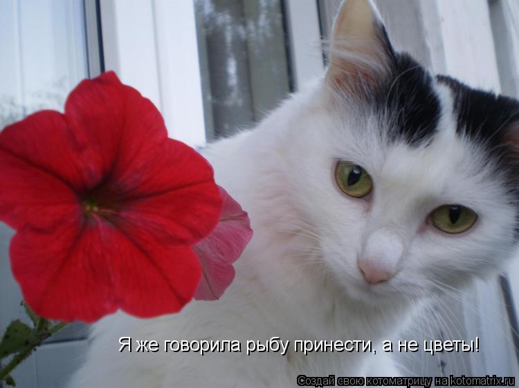 Я же говорила рыбу принести, а не цветы!... Котоматрица: Я же говорила рыбу принести, а не цветы!
