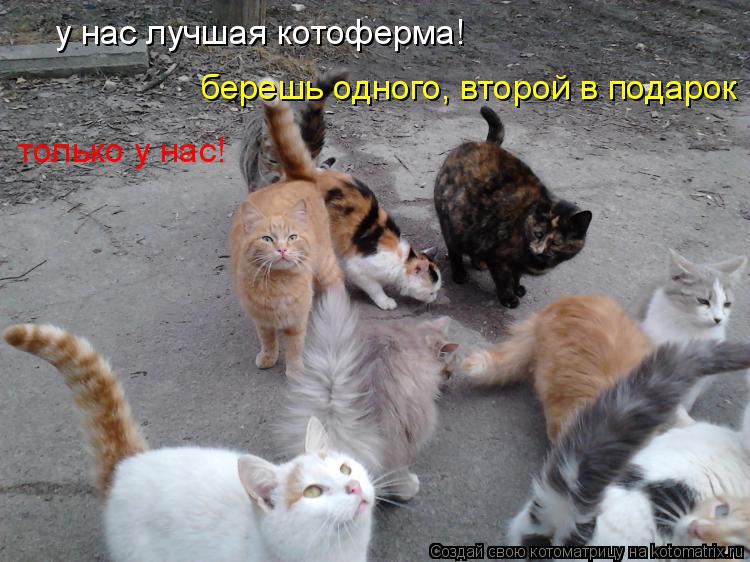 у нас лучшая котоферма! берешь одного, второй в подарок только у нас!... Котоматрица: у нас лучшая котоферма! берешь одного, второй в подарок только у нас!