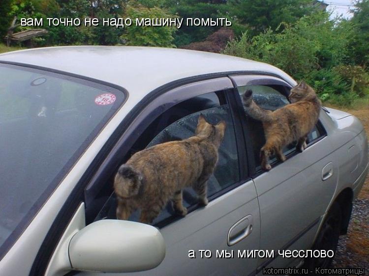 вам точно не надо машину помыть а то мы мигом чесслово... Котоматрица: вам точно не надо машину помыть а то мы мигом чесслово