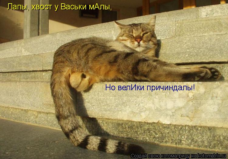 Лапы, хвост у Васьки мАлы, Но велИки причиндалы!... Котоматрица: Лапы, хвост у Васьки мАлы, Но велИки причиндалы!