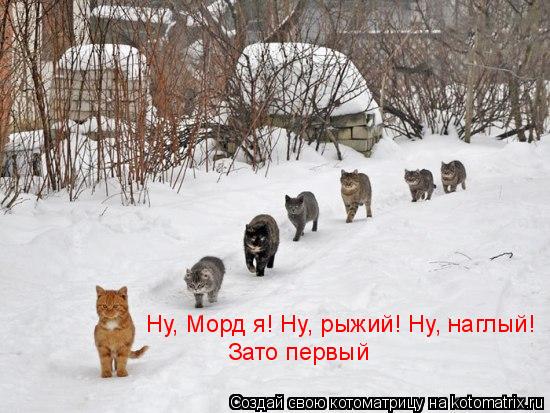 Ну, Морд я! Ну, рыжий! Ну, наглый! Зато первый... Котоматрица: Ну, Морд я! Ну, рыжий! Ну, наглый! Зато первый