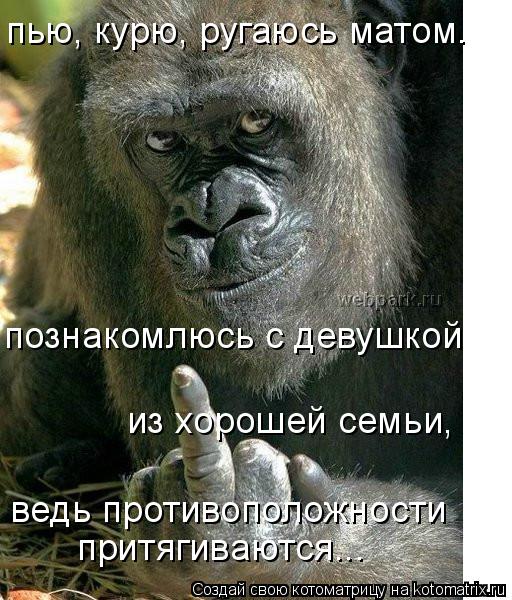 пью, курю, ругаюсь матом. познакомлюсь с девушкой из хорошей семьи, ведь противоположности притяги... Котоматрица: пью, курю, ругаюсь матом. познакомлюсь с девушкой из хорошей семьи, ведь противоположности притягиваются...