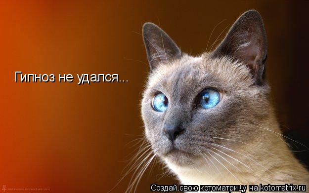 Гипноз не удался...... Котоматрица: Гипноз не удался...
