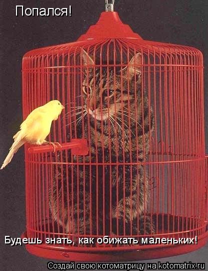 Попался! Будешь знать, как обижать маленьких!... Котоматрица: Попался! Будешь знать, как обижать маленьких!