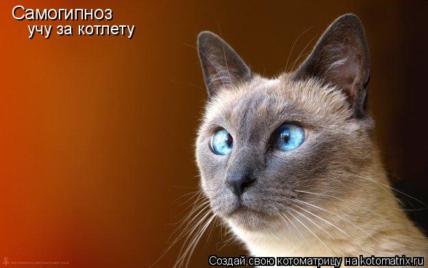 Самогипноз учу за котлету... Котоматрица: Самогипноз учу за котлету