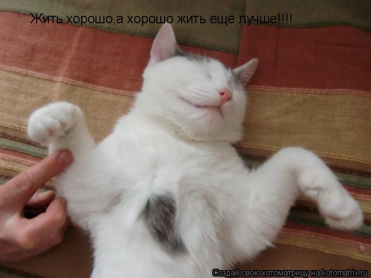 Жить хорошо,а хорошо жить ещё лучше!!!!... Котоматрица: Жить хорошо,а хорошо жить ещё лучше!!!!