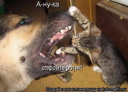 А-ну-ка откройте ротик!... Котоматрица: А-ну-ка откройте ротик!